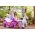 Disney Princess Paard met Koets  - Elektrische Ride-On